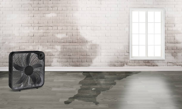 Best Basement water damage restoration  in Osawatomie, KS